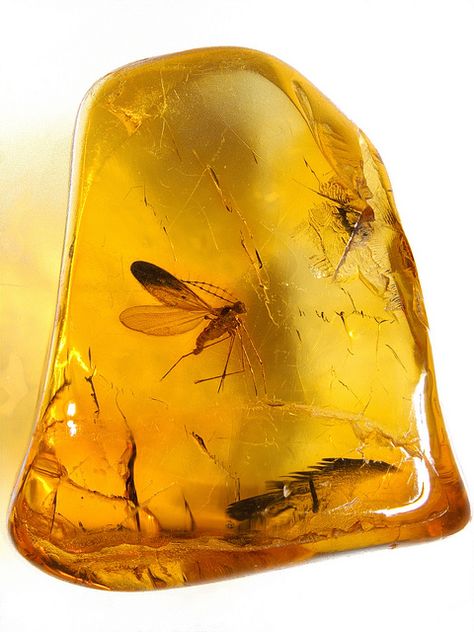 Baltic amber (40-50 MYO) - Biting midge (Ceratopogonidae) by leth.damgaard, via Flickr | In #China? Try www.importedFun.com for award winning #kid's #science | Rocks And Fossils, Amber Fossils, Charles Darwin, Beautiful Rocks, Mineral Stone, Minerals And Gemstones, Rocks And Gems, Mellow Yellow, Gems And Minerals