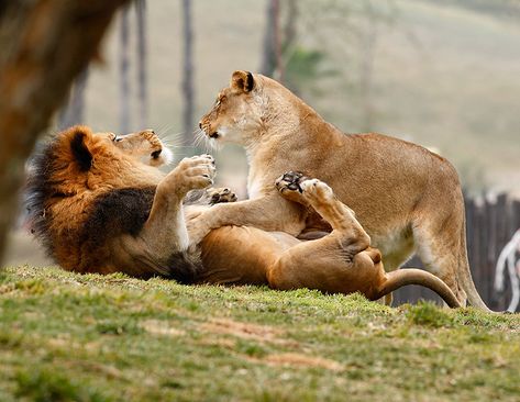 Lion Couple, Lion Family, Lion Photography, Lion And Lioness, Lion Love, Tanzania Safari, Male Lion, Lion Pictures, Majestic Animals