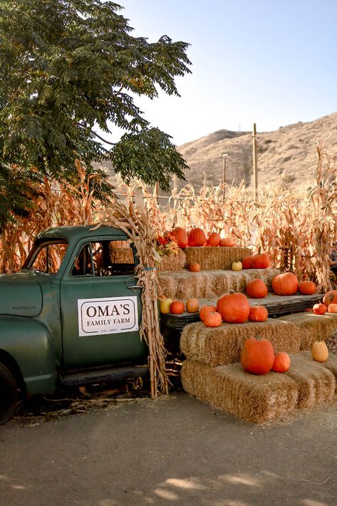 Village Festival Aesthetic, Pick Your Own Pumpkin Patch, Pumpkin Patch Display, Pumpkin Patch San Diego, Pumpkin Patch Signs, Pumpkin Patch Ideas, Pumpkin Village, Pumpkin Patch Business, Pumpkin Patch Activities