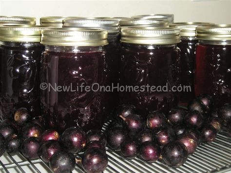 Easy Muscadine Jelly Recipe, Muscadine Jelly Recipe, Muscadine Recipe, Muscadine Jelly, Homestead Blog, Wine Jelly, How To Make Jelly, Canning Fruit, Canning Vegetables