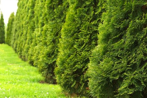 Techny Arborvitae ~ planted eight June 2016 Green Giant Arborvitae, Compost Mulch, Giant Arborvitae, Thuja Green Giant, Emerald Green Arborvitae, Northern White Cedar, Leyland Cypress, Arborvitae Tree, Thuja Occidentalis