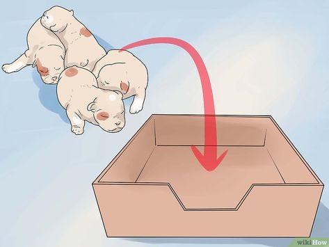 How to Help Your Dog Whelp or Deliver Puppies (with Pictures) Dog Having Puppies, Whelping Puppies, Puppy Formula, Medication For Dogs, Newborn Puppies, Pregnant Dog, Old Towels, Puppy Chow, A Pug