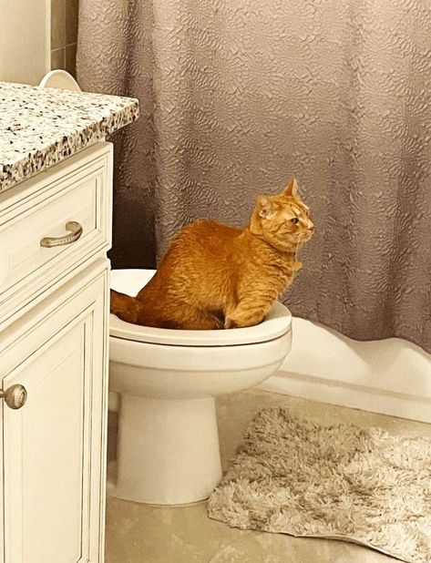 We're used to cats using their intelligence… against us, pretty much. Tricking us, outsmarting us, plotting against us. So, when we saw this thread go viral on reddit, of cats who taught themselves how to use the toilet - i.e. something useful to us - we were… befuddled. #funnypictures #funnycats #whatthehell #funny #catpics Memes, Funny Pictures, Funny Cats, Cat On Toilet, Cat Falling, Cat Pics, Cat Memes, Thread, Human