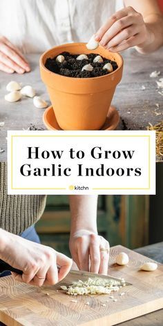 How to Grow Garlic From Garlic Cloves - Grow Garlic Indoors, Easiest Way | Kitchn How Deep To Plant Garlic, Grow Onions From Scraps, Planting Garlic From Cloves, Planting Garlic Cloves, Growing Garlic In Containers, Growing Garlic From Cloves, Grow Garlic Indoors, Garlic Growing, Natural Plant Food