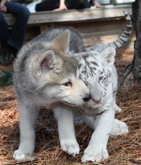 Baby wolf + baby tiger, I think I'm gonna die of cuteness ♥ Tiger Cubs, Baby Wolf, Wolf Pup, Baby Tiger, Animals Friendship, Tiger Cub, White Tiger, Cute Kittens, On The Ground