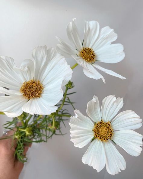 Cosmo Flower, White Cosmos, White Cosmo, Cosmos Flowers, Floral Inspiration, Flowers White, Summer Flowers, Cosmos, White Flowers