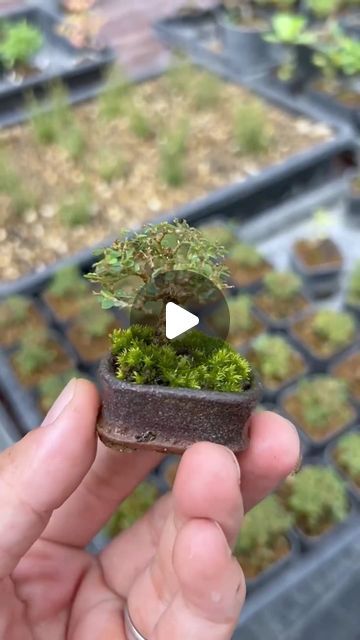 Cultivation on Instagram: "Cultivation process of a small bonsai shrub

🌿Name of the plant : Phyllodium elegans (Lour.) Desv

🪴Credit @minature_c 

#bonsai #cultivation #plants #plantcollection #plantobsessed #nature" Succulent Bonsai, Bonsai Garden, February 19, Plant Collection, Bonsai Tree, The Plant, Garden Landscaping, Succulent, Landscaping