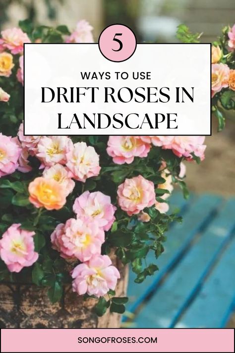 Drift Roses In Landscape Rose Front Yard Landscape, Apricot Drift Roses Landscape, Peach Drift Roses Landscape Ideas, Apricot Drift Rose, Coral Drift Rose, Sweet Drift Roses, Carpet Roses Landscapes, Popcorn Drift Roses Landscape Ideas, Red Drift Rose