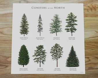 Conifers poster | Etsy Spruce Tattoo, Types Of Pine Trees, Pine Tattoo, Pine Tree Drawing, Coniferous Trees, Pine Tree Painting, Tree Mountain, Forest Designs, White Pine Tree