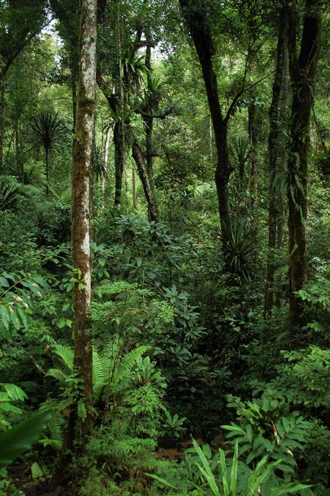 Madagascar Rainforest, Indian Jungle, Rainforest Wallpaper, Jungle Photo, 숲 사진, Jungle Photography, Jungle Gardens, Bg Design, Desain Editorial