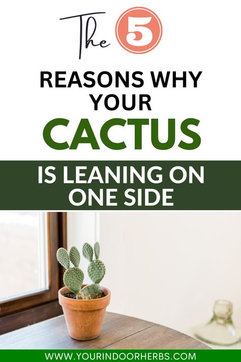 Why is your cactus leaning? 🌵🤔 Uncover the reasons behind your cactus's tilt and explore expert strategies to help it stand tall and proud. Tips for proper sunlight, watering, and more to keep your cactus thriving beautifully! 🌞🌵 #CactusCare #GardeningTips #PlantLove Indoor Herbs, Indoor Cactus, Cactus Care, Indoor Herb Garden, Herbs Indoors, How To Grow Taller, Plants Indoor, Mother Plant, House Plants Indoor