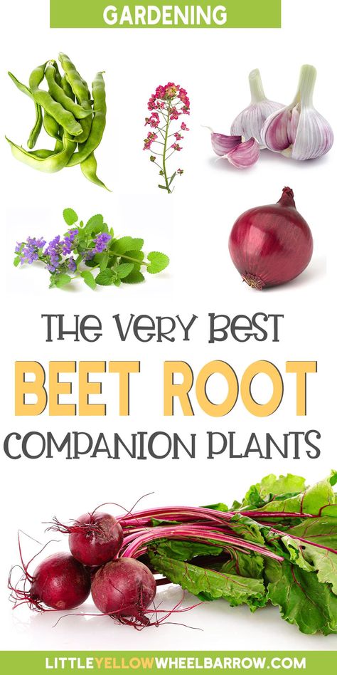 Radish Companion Plants, Beets Companion Planting, Cabbage Companion Plants, Beets Planting, Companion Planting Vegetables Layout, Growing Catnip, Beet Plant, Bee Yard, Planting Chart