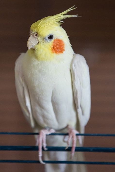 Learn all about talking parrots: How do they talk and why do they do it? #parrots #birds #petbird Cockatiel Pictures, Weaving Nature, Cockatiel Bird, Parakeet Bird, Talking Parrots, Amazon Parrot, African Grey Parrot, Parrot Toys, Bird Supplies