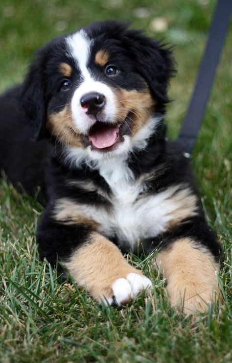 Super Cute Puppies, Really Cute Dogs, Baby Animals Pictures, Cute Little Puppies, Cute Animals Images, Mountain Dog, Bernese Mountain, Fluffy Animals