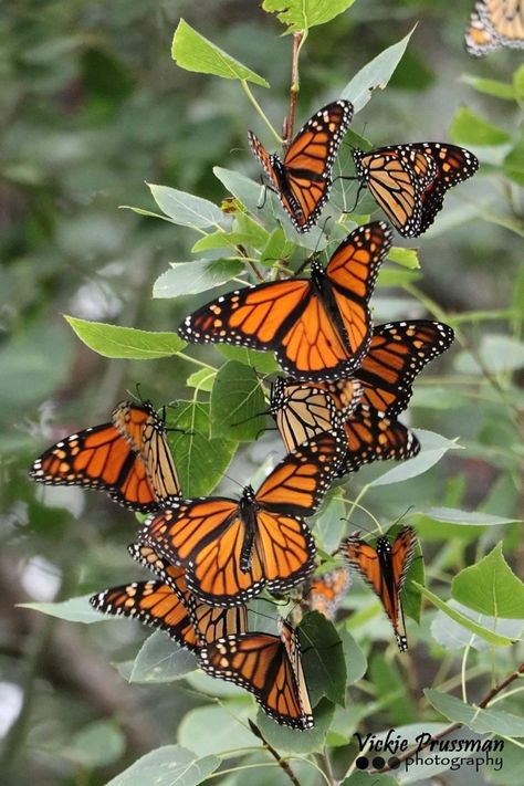 Monarch Butterflies Photography, Butterfly Watercolor Painting, Painting Clipart, Photo Papillon, Watercolor Painting Ideas, Butterfly Migration, Beautiful Butterfly Pictures, Beautiful Butterfly Photography, Wallpaper Floral