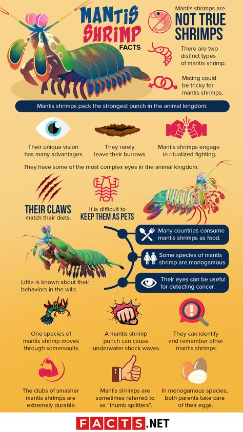 Mantis Shrimp Facts Infographics Mantis Shrimp, Sea Creatures Art, Marine Pollution, Animal Science, Saltwater Aquarium, Crustaceans, Marine Biology, Animal Facts, Weird Creatures