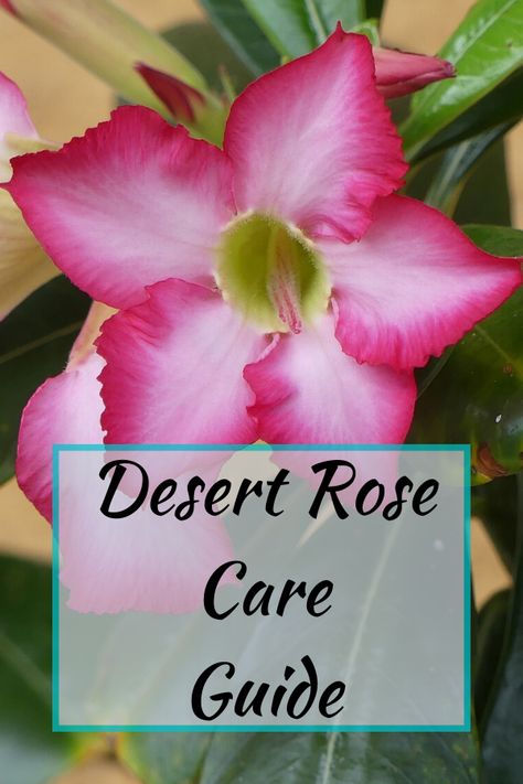 Dessert Rose Plant Care, Desert Roses Succulent, Desert Rose Plant Care, How To Care For Desert Rose Plant, Dessert Rose Plant, Desert Rose Care, Money Plant Care, Heat Tolerant Plants, Dessert Rose