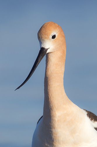 American Avocet Portrait | by Jeff Dyck American Avocet, Spring Portraits, Bird Carving, Shorebirds, Big Bird, Bird Photo, Abstract Sculpture, Animal Planet, Bird Art