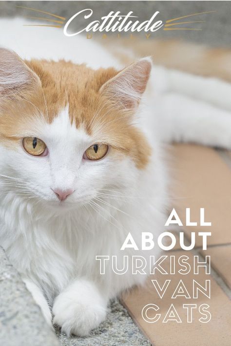 When it comes to the Turkish Van cat breed, they are not only one of the oldest cat breeds of all, but they are also quick to dispel those deep-seated beliefs that cats hate water. #turkishvan #turkishvancat Turkish Van Kitten, Turkish Van Cats Orange, Grey Cat Breeds, White Cat Breeds, Types Of Cats Breeds, Fluffy Cat Breeds, Swimming Cats, Cat Breeds Hypoallergenic, Turkish Van Cats