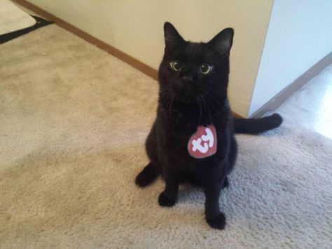 Beanie Baby Costumes, Cute Cat Costumes, Rare Beanie Babies, Scary Cat, Chat Halloween, Cat Halloween Costume, Pet Halloween Costumes, Cat Pajamas, Funny Animal Photos