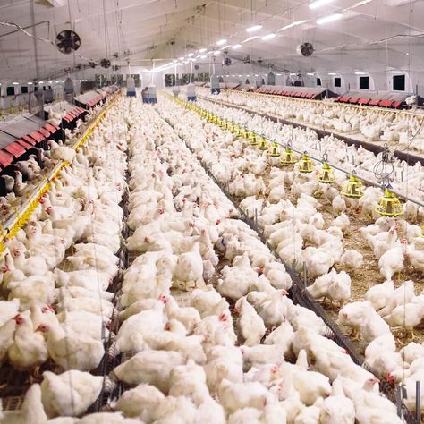 Poultry Farm Buildings, Como Plantar Pitaya, Poultry Farm Design, House Ventilation, Hen Farm, Poultry House, Big Farm, Exhaust Fans, Farm Layout