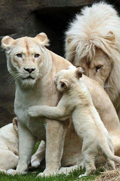 White lion family White Lions, Lion Family, Nosara, Lion Love, Albino Animals, Cheetahs, Large Cats, Animal Planet, Exotic Pets