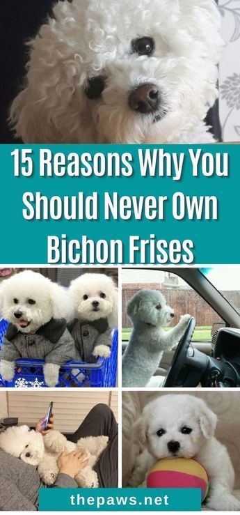 The worst thing you will ever do is get a Bichon Frise! Don't ever let these monsters manipulate you. Here are 15 Reason Why. Teddy Bear Dog Haircut Bichon, Bichon Poodle Puppies, Bijon Frise Puppy, Yorkie Bichon Haircuts, Bishon Dogs Grooming, Bishon Dogs Haircut, Bichon Poodle Haircut, Bichon Haircut, Bishon Puppies