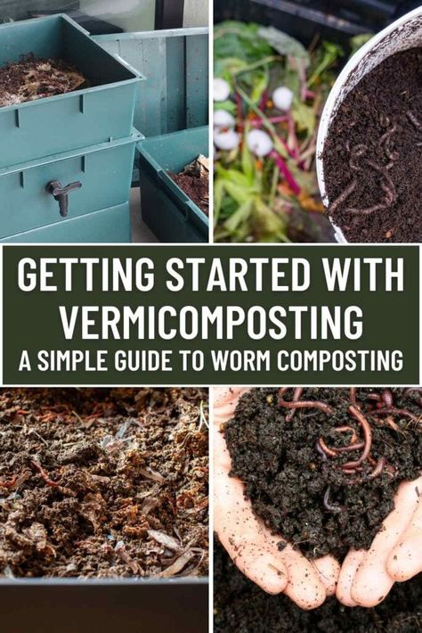 Getting Started with Vermicomposting: A Simple Guide to Worm Composting 5 Composting With Worms, Growing Worms, Vermi Compost, Vermiculture Worm Farm, Vermicomposting Worm Farm, Earthworm Farm, Bag Worms, Worm Farm Diy, Green House Gardening