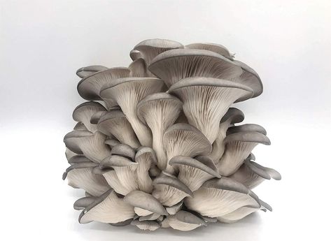 oyster 1 Homemade Henna, Grey Mushroom, Mushroom Plant, Mushroom Pictures, Mushroom Cultivation, Acid Loving Plants, Oyster Mushroom, Uses For Coffee Grounds, Natural Highlights