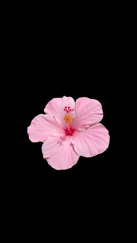 Hibiscus flower wallpaper Hibiscus Flower Wallpaper, Plumeria Flower Tattoos, Flower Lockscreen, Flowers Black Background, Pink Flowers Wallpaper, Iphone Home Screen Layout, Black Background Wallpaper, Apple Wallpaper Iphone, Iphone Wallpaper Photos