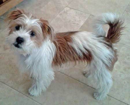 shih tzu Jack Russell Mix Puppy Wheaten Terrier Mix, Shih Tzu Haircuts, Jack Russell Mix, Rat Terrier Mix, Jack Russell Terrier Mix, Puppy Grooming, Shih Tzu Mix, Wheaten Terrier, Terrier Mix Dogs