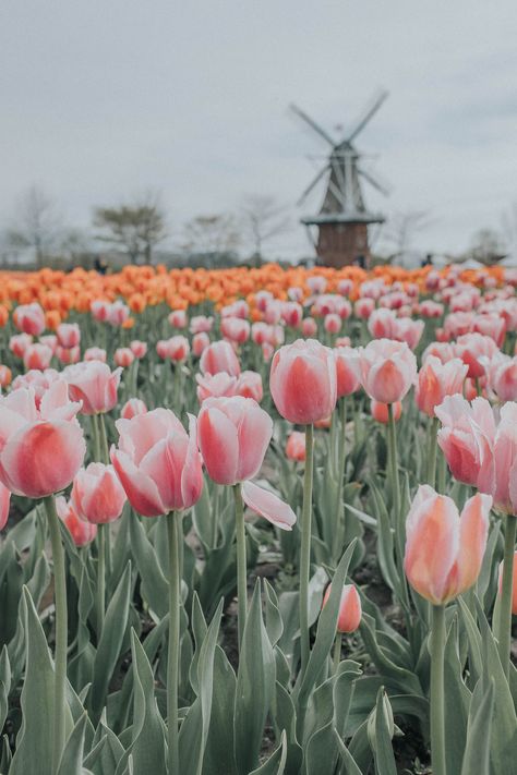 Windmill Island, Holland Michigan Frühling Wallpaper, Tulips Garden, Tulip Fields, Spring Mood, Wallpaper Tumblr, Spring Wallpaper, Spring Aesthetic, Spring Vibes, Spring Inspiration