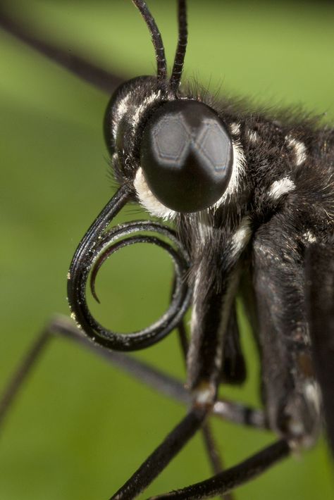 https://flic.kr/p/bD4gui | Butterfly close-up Tongue Stud, Insect Anatomy, Butterfly Facts, San Diego Zoo, Creepy Crawlies, Arachnids, Butterfly Art, Art Tips, Science And Nature