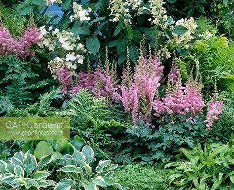 Rock Landscape, Shade Garden Design, Ferns Garden, Shade Garden Plants, Hosta Gardens, Backyard Flowers, Hydrangea Paniculata, Shade Flowers, Rock Garden Landscaping