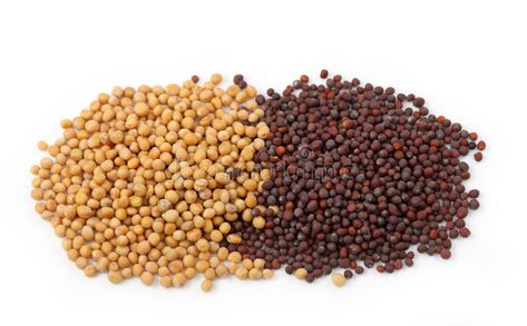 Yellow and brown mustard seeds. Isolated on white background #Sponsored , #Sponsored, #affiliate, #brown, #white, #background, #mustard Black Mustard Seeds, Yellow Mustard Seeds, Brown Mustard, Yellow Mustard, Mediterranean Cuisine, Mustard Seed, Black Peppercorn, Mustard Yellow, Yellow And Brown