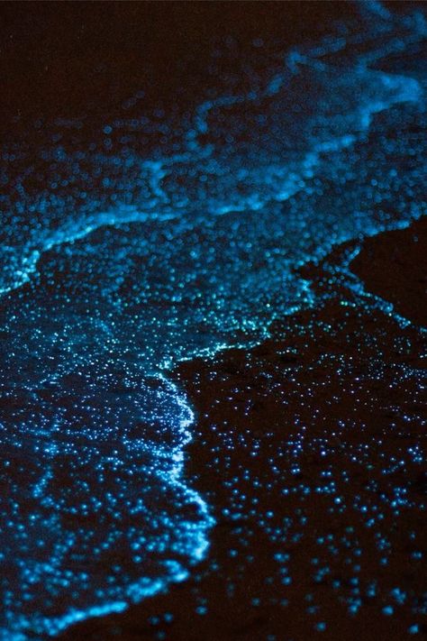 Phosphorescence Sea, Bioluminiscente Beach, Glowing Water Aesthetic, Biolumenesent Ocean, Avatar Bioluminescence, Black Light Ocean Theme, Bioluminescent Deep Sea Creatures, Bioluminescence Plants, Deep Sea Plants