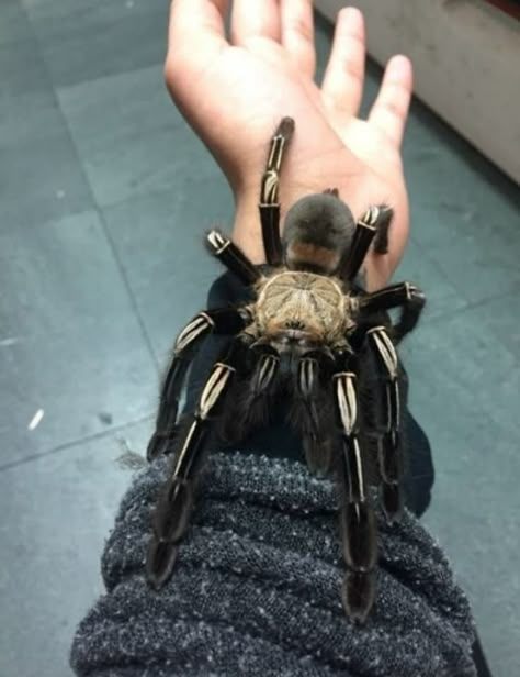 Unique Spiders, Cool Spiders, Tarantula Enclosure, Pet Tarantula, Cute Spiders, Spider Species, Cute Bugs, Creepy Creatures, Pet Spider