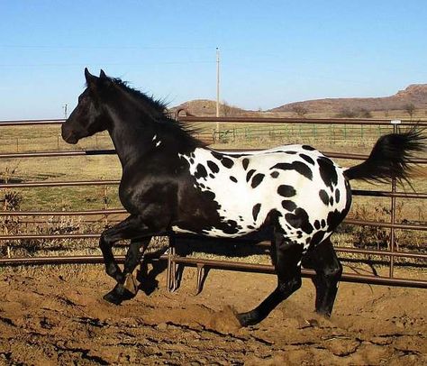 Famous Polkadots, Grandson of Dash Ta Fame. Homozygous Black. Western Horse Tack Turquoise, Miniature Ponies, Homesteading Animals, Free Horses, Paint Horse, Horse Boarding, Andalusian Horse, Appaloosa Horses, Horse Pattern