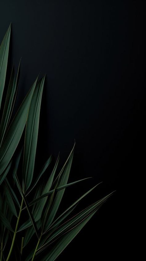 Plant plant black nature. | premium image by rawpixel.com Wallpaper Black Dark, Black Dark Wallpaper, Full Black Wallpaper, Minimalist Iphone Wallpaper, Iphone Wallpaper Dark, Iphone Wallpaper Black, Black Nature, Camera Wallpaper, Wallpaper Minimalist