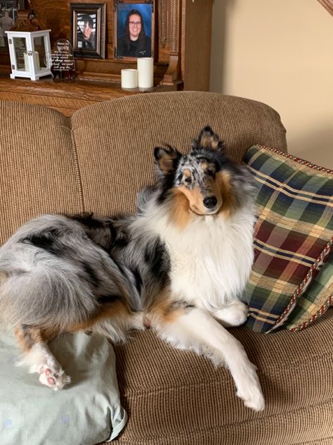 Rough Collie Blue Merle, Rough Collie Service Dog, Blue Merle Rough Collie, Merle Dogs, Merle Collie, Blue Merle Collie, Rough Collie Puppy, Blue Merle Sheltie, Rough Collies