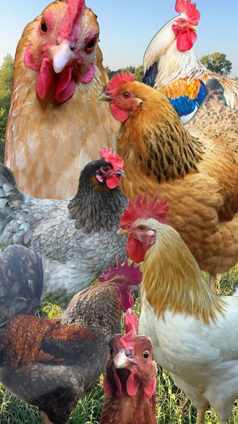 #chicken #hen #rooster Chickens Wallpaper, Chicken Wallpaper, Chicken Hen, Wallpaper Ipad, Ipad Wallpaper, Hen, Cute Wallpapers, Rooster, Ipad