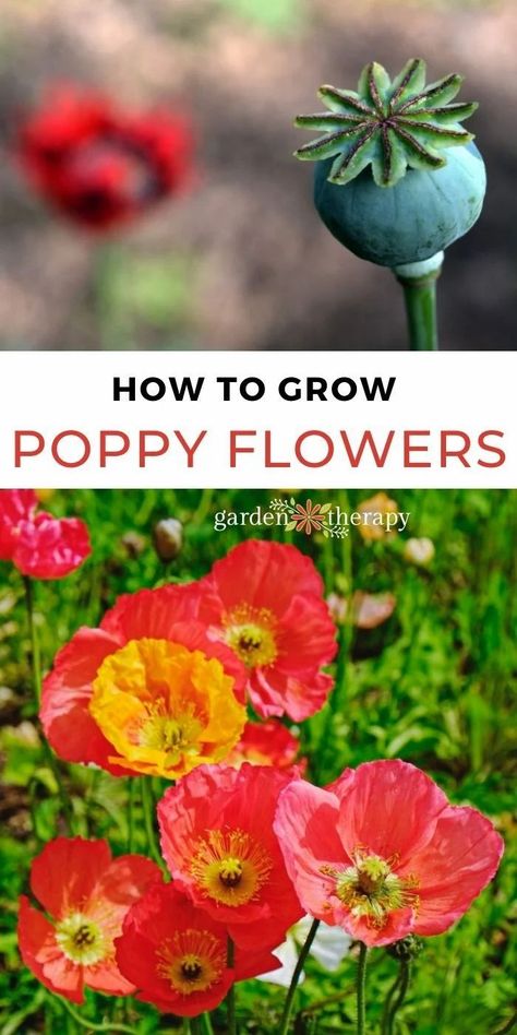 Grow Poppies From Seed, How To Plant Poppy Seeds, When To Plant Poppy Seeds, Poppies In Garden, How To Grow Poppies, Poppy Garden Ideas, Planters Idea, Poppy Flower Garden, Planting Poppy Seeds