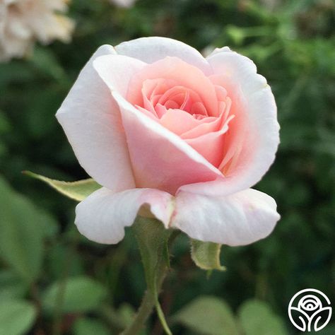 Old Roses, Pink Fragrance, Rose Flower Photos, Miniature Rose, Heirloom Roses, Rose Flower Wallpaper, Types Of Roses, Beautiful Rose Flowers, Rose Cottage