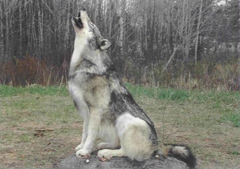 Wolf howling Bear Taxidermy, Wolf Sitting, Wolf Poses, Baby Wolves, Wolf Photography, Spirit Animal Art, Wolf Spirit Animal, Wolf Love, Wolf Pictures