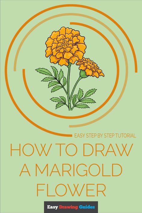 How to Draw a Marigold Pinterest Image How To Draw Marigold Flower, Easy Marigold Drawing, Draw Marigold Flower, Marigold Aesthetic, Marigold Drawing, Carnation Drawing, Daisy Drawing, Flower Drawing Tutorials, Easy Drawing Tutorial