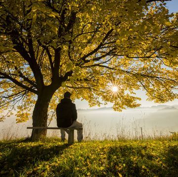 Bench Under Tree, Sitting Under A Tree, Teacup Pigs, Under A Tree, Coping Mechanism, Morning Fog, Employee Wellness, The Ohio State University, Terminal Illness