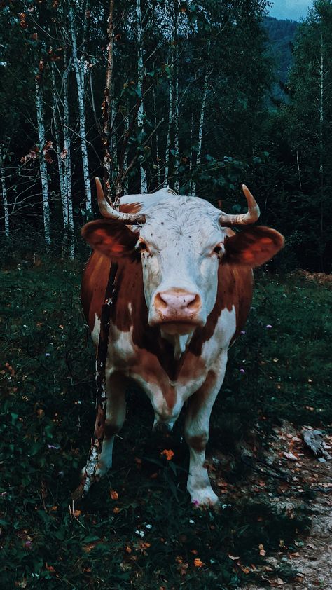 White ox grazing in field · Free Stock Photo Cow With Horns, Brown And White Cow, Olympic Equestrian, Forest Clearing, Cow Pasture, Horse Mask, Golden Horse, Lush Forest, Dairy Cow