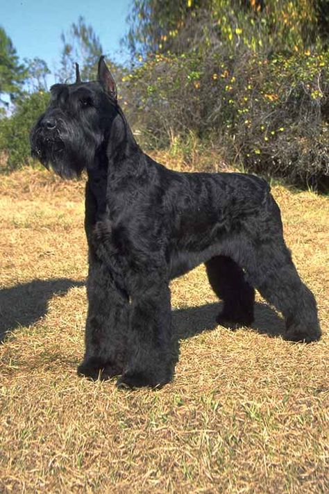 Schnauzer Breed, Black Schnauzer, Schnauzer Grooming, Schnauzer Mix, Protective Dogs, Akc Breeds, Dog Muzzle, Giant Schnauzer, Farm Dogs