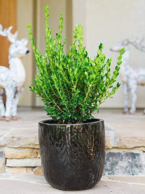 From shrubs to spruces, here are 10 evergreens perfectly fit for adding a touch of liveliness to your outdoor space this winter. Outdoor Winter Plants, Gem Boxwood, Winter Gem Boxwood, Winter Plants, Zone 5, Patio Plants, Space Pictures, Evergreen Shrubs, The Porch