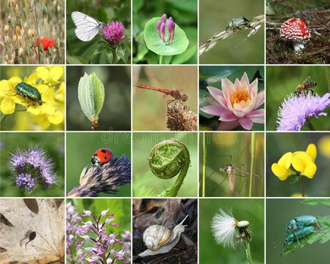 Biodiversity collage. All are non-agricultural value plants or animal, but impor , #Affiliate, #agricultural, #plants, #Biodiversity, #collage, #eco #ad Biology Resources, Classroom Newsletter Template, Ginkgo Tree, Global Awareness, Animal Conservation, Rare Species, Vascular Plant, Sustainable Development Goals, Ornamental Trees